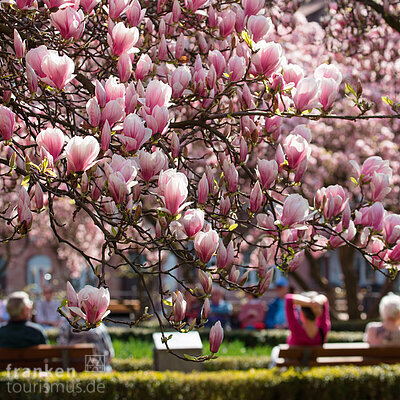 aschaffenburg_160_spessart-mainland_aschaffenburg_magnolienblueten.jpg